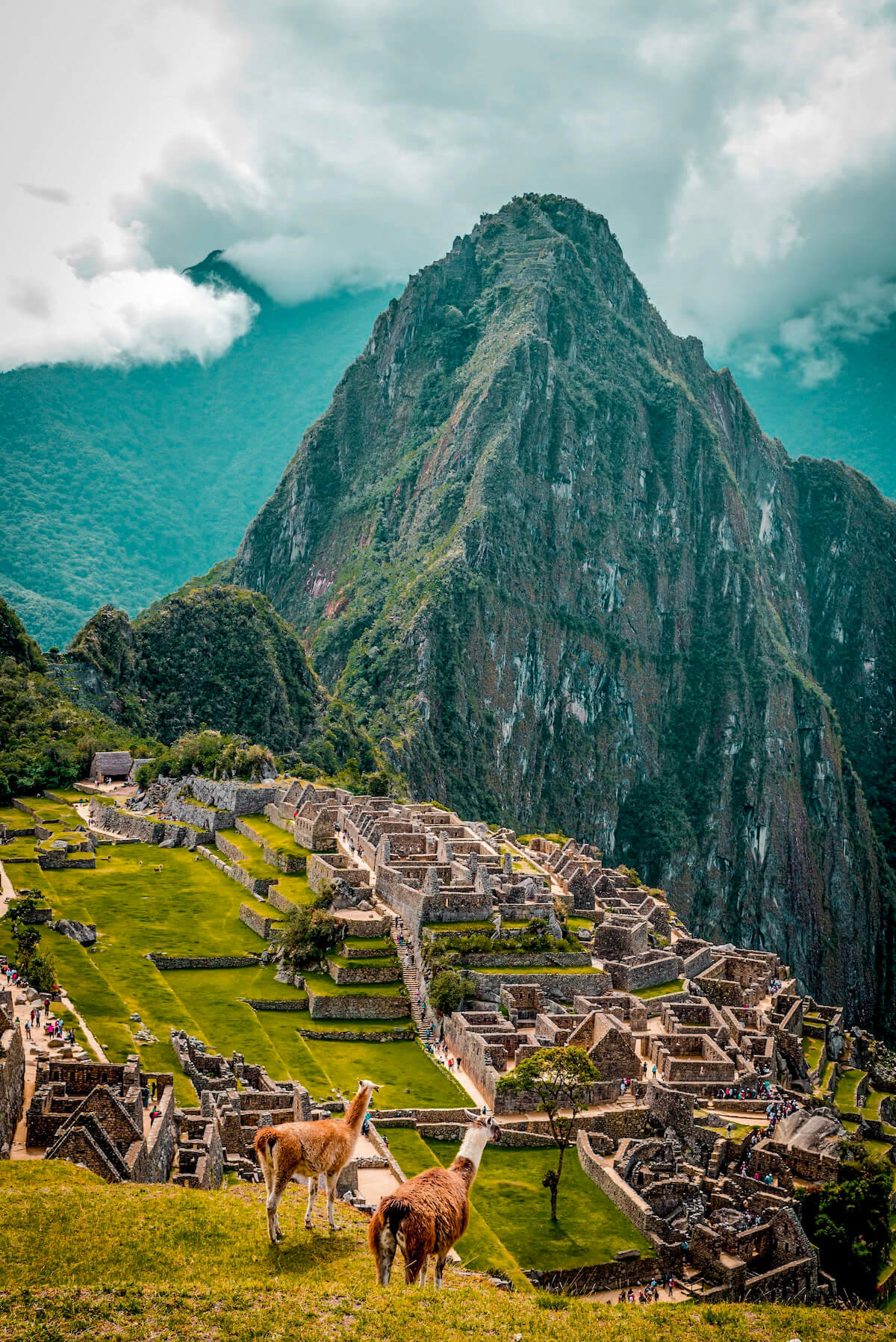 Llamas at Machu Picchu